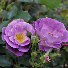 Honky Tonk Blues-Rose Picture of Honky Tonk Blues-Rose (7694)