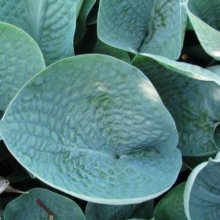 Hosta Abiqua Drinking Gourd Picture of Hosta Abiqua Drinking Gourd (9080)