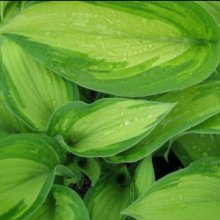 Hosta Albo Picta Picture of Hosta Albo Picta (9081)