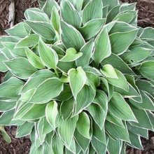 Hosta Allan P McConnell Picture of Hosta Allan P McConnell (9035)