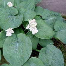 Hosta Big Daddy Picture of Hosta Big Daddy (2558)