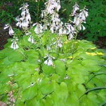 Hosta Birchwood Parky's Gold Picture of Hosta Birchwood Parky's Gold (9016)