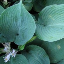 Hosta Blue Angel Picture of Hosta Blue Angel (9083)