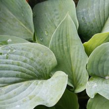 Hosta Blue Boy Picture of Hosta Blue Boy (2559)