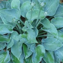 Hosta Blue Cadet Picture of Hosta Blue Cadet (2560)