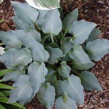 Hosta Blue Dimples Picture of Hosta Blue Dimples (9017)