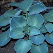 Hosta Blue Mouse Ear Picture of Hosta Blue Mouse Ear (7537)