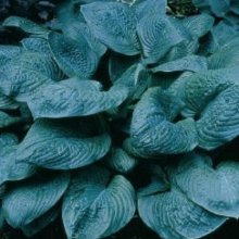 Hosta Blue Umbrellas Picture of Hosta Blue Umbrellas (7754)