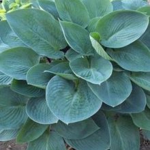 Hosta Blue Veil Picture of Hosta Blue Veil (10095)