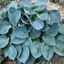 Hosta Blue Wedgewood Picture of Hosta Blue Wedgewood (8930)