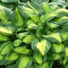 Hosta Captain Kirk Picture of Hosta Captain Kirk (10097)