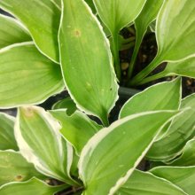 Hosta Cream Edge Picture of Hosta Cream Edge (30145)