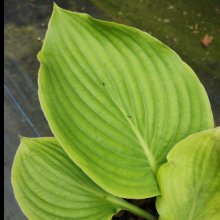Picture of Hosta Days End (30822)