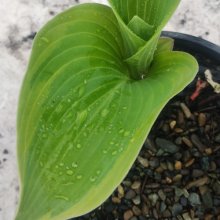 Picture of Hosta Earth Angel (30823)