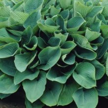 Hosta Elegans Picture of Hosta Elegans (11338)