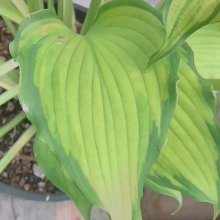 Hosta Emerald Ruff Cut Picture of Hosta Emerald Ruff Cut (28995)