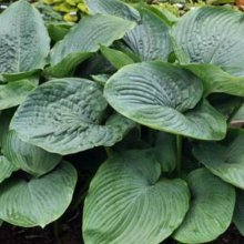 Hosta Empress Wu Picture of Hosta Empress Wu (8160)