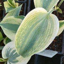 Hosta Firn Line Picture of Hosta Firn Line (29687)