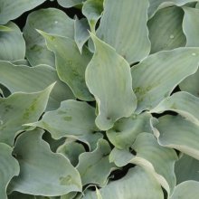 Hosta Flemish Sky Picture of Hosta Flemish Sky (28932)
