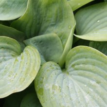 Hosta Fragrant Blue Picture of Hosta Fragrant Blue (2566)