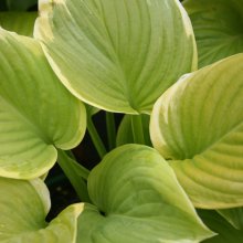 Hosta Fragrant Bouquet Picture of Hosta Fragrant Bouquet (2567)