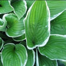 Hosta Francee Picture of Hosta Francee (9085)