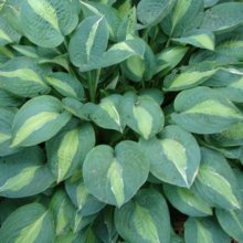 Hosta Full Monty Picture of Hosta Full Monty (10702)