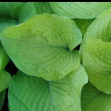 Hosta Glory Picture of Hosta Glory (9131)