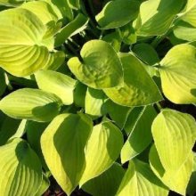 Hosta Gold Edger Picture of Hosta Gold Edger (2569)