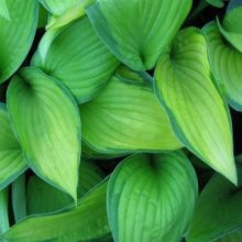 Hosta Gold Standard Picture of Hosta Gold Standard (7761)