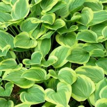 Hosta Golden Tiara Picture of Hosta Golden Tiara (8323)
