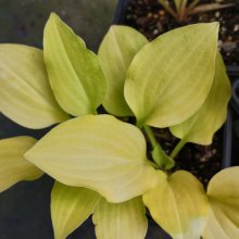 Hosta Goldilocks Picture of Hosta Goldilocks (30869)