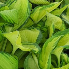 Hosta Great Expectations Picture of Hosta Great Expectations (2571)