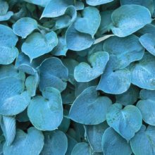 Hosta Hadspen Blue Picture of Hosta Hadspen Blue (2573)