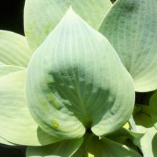 Hosta Halcyon Picture of Hosta Halcyon (2574)