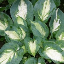 Hosta Hudson Bay Picture of Hosta Hudson Bay (8161)
