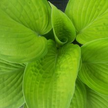 Hosta Inniswood Picture of Hosta Inniswood (6772)