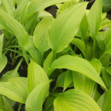 Hosta Invincible Picture of Hosta Invincible (9037)