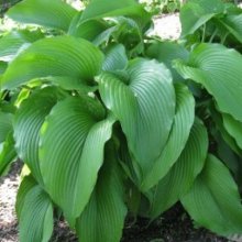Hosta Jade Cascade Picture of Hosta Jade Cascade (8222)