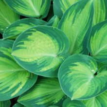 Hosta June Picture of Hosta June (6773)