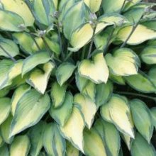 Hosta Katherine Lewis Picture of Hosta Katherine Lewis (11169)