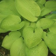 Hosta Kiwi Sunshine Picture of Hosta Kiwi Sunshine (11307)