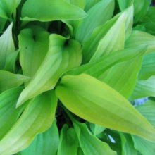 Hosta Lemon and Lime Picture of Hosta Lemon and Lime (9092)