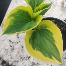 Picture of Hosta Liberty (30989)