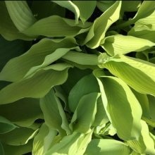 Hosta Lime Passion Picture of Hosta Lime Passion (12165)