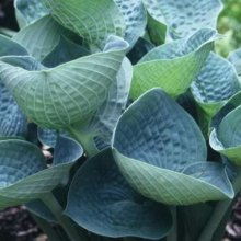 Hosta Love Pat Picture of Hosta Love Pat (2577)