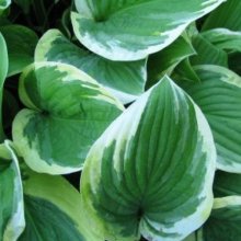 Hosta Mildred Seaver Picture of Hosta Mildred Seaver (7755)