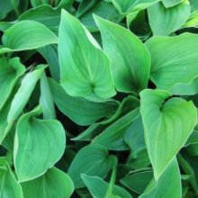 Hosta Mini Green Picture of Hosta Mini Green (9096)