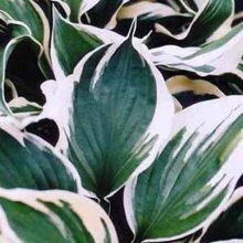 Hosta Minuteman Picture of Hosta Minuteman (6775)