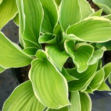 Hosta Moonlight Picture of Hosta Moonlight (30838)